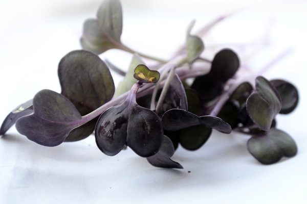 Sango Radish Microgreens